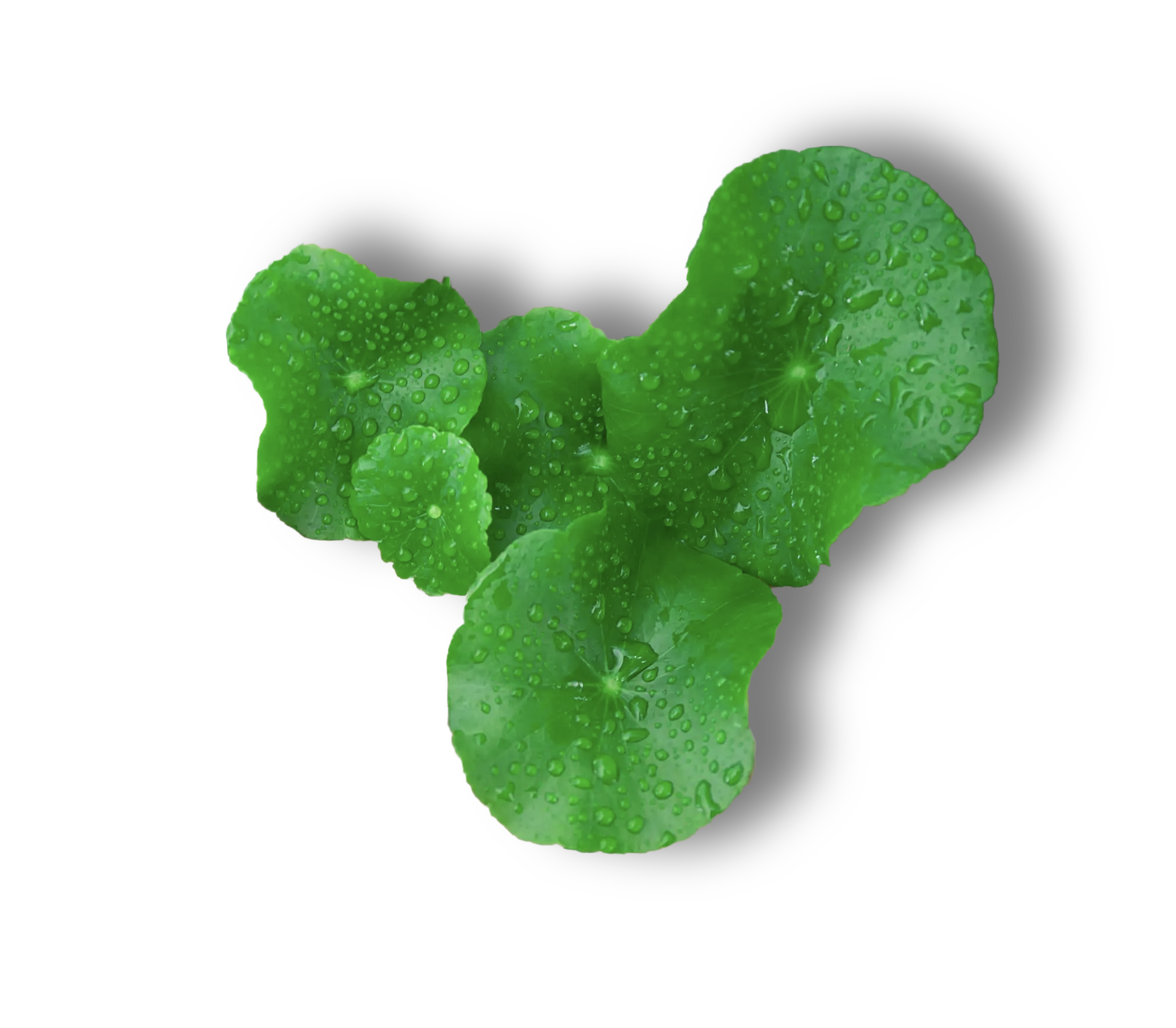 Billion-level Centella Asiatica exosomes and peptides for energy and skin longevity