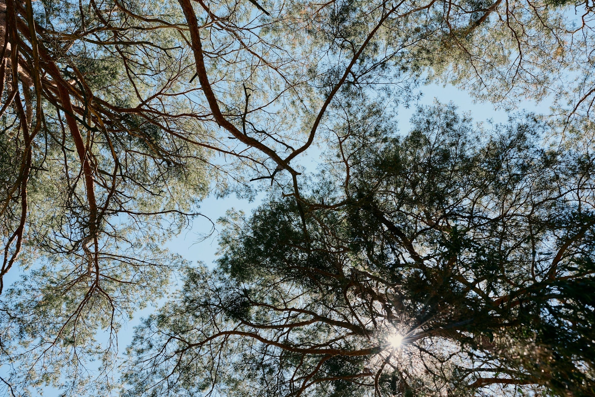 Forest canopy symbolising GFYS home compostable eco-friendly zero-waste packaging.