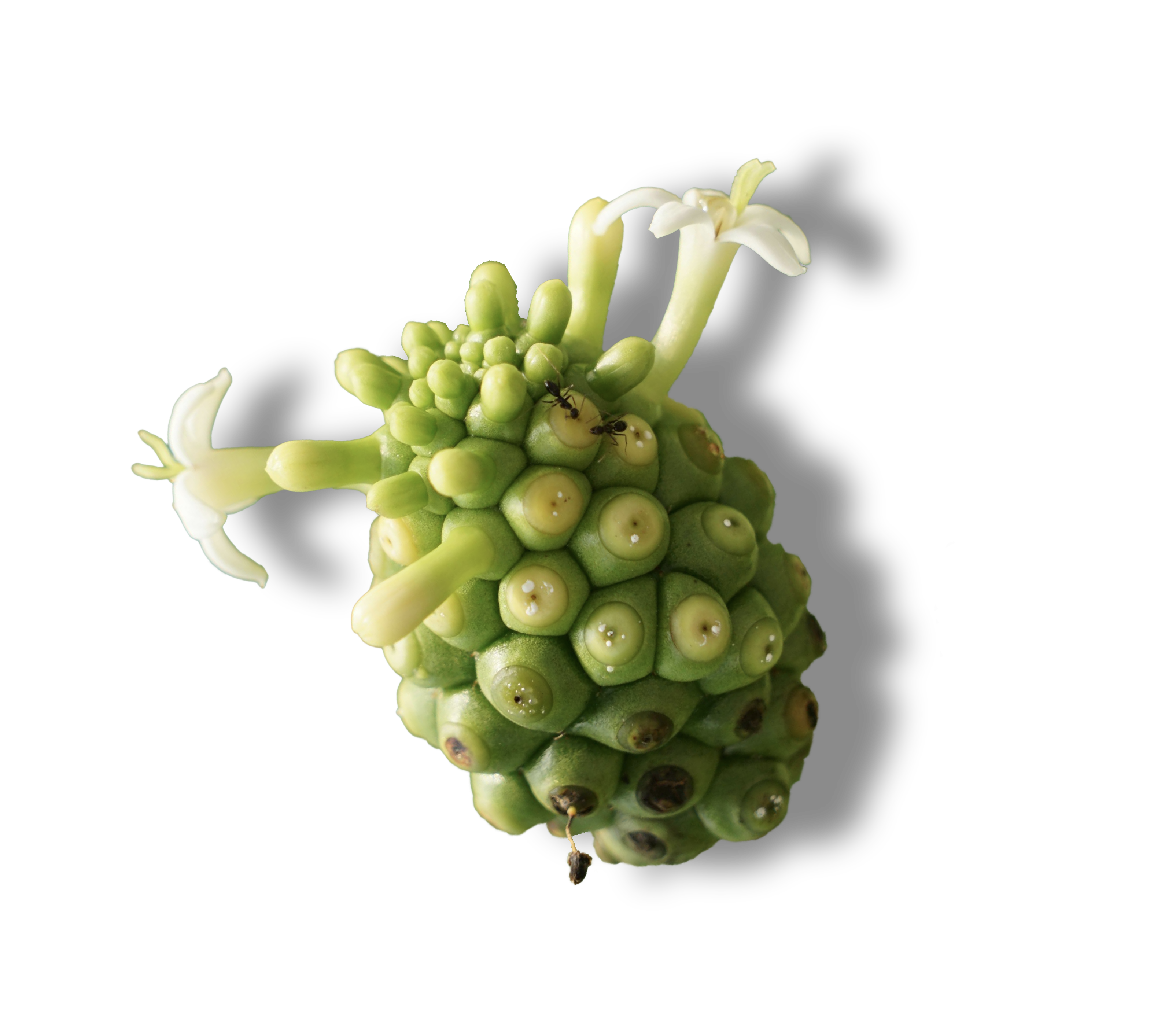 Noni plant extract naturally balancing skin microbiota with antibacterial properties