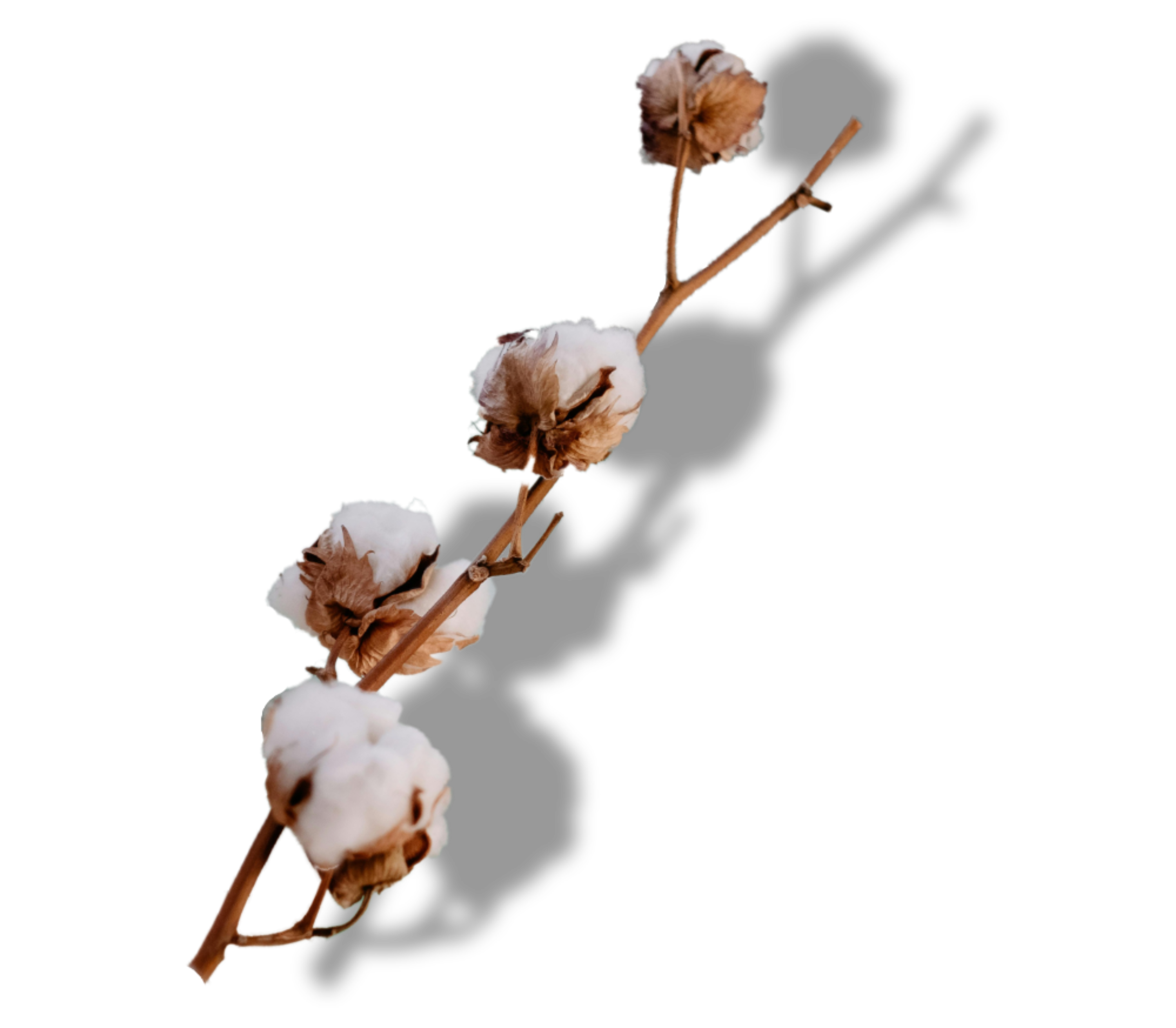 Cotton-derived prebiotic UV protecting skin's natural sun microbiota barrier