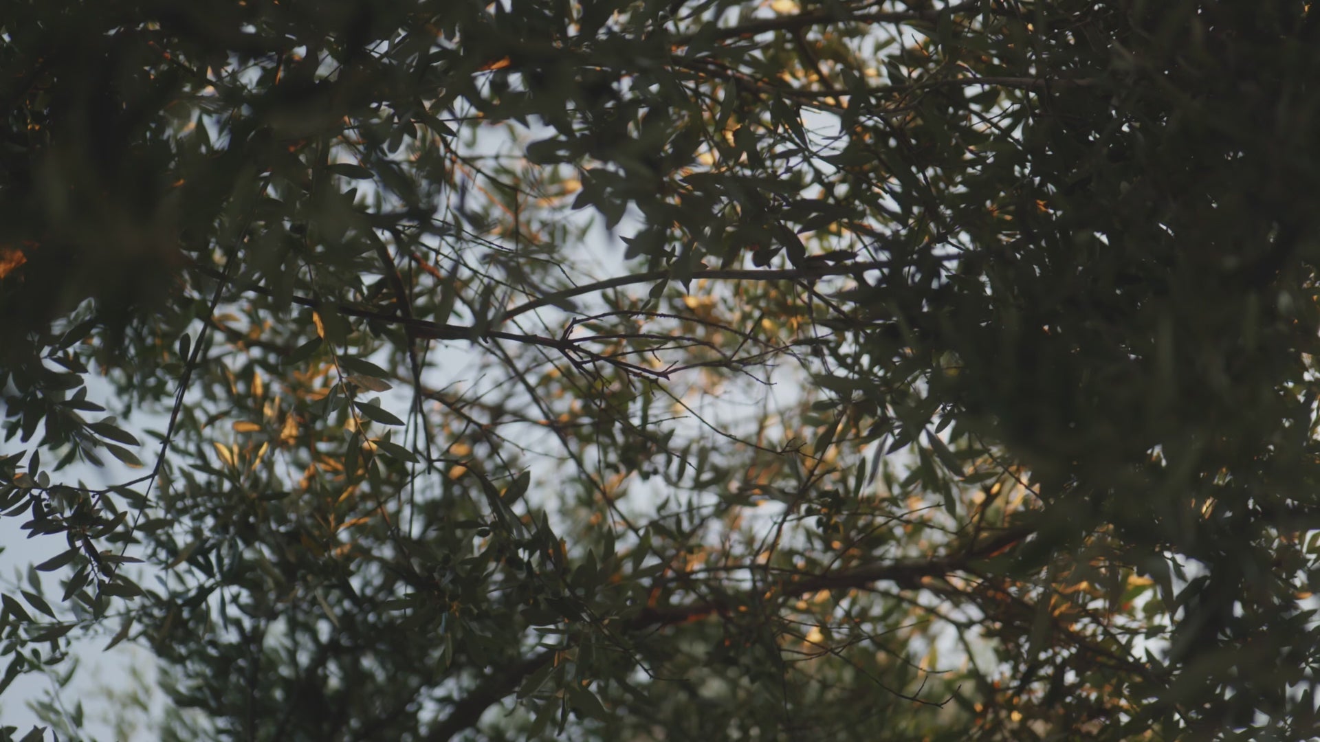 Load video: Trees representing sustainable circular beauty and biodegradable packaging