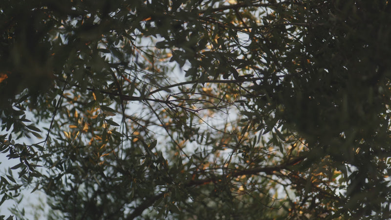 Trees representing sustainable circular beauty and biodegradable packaging